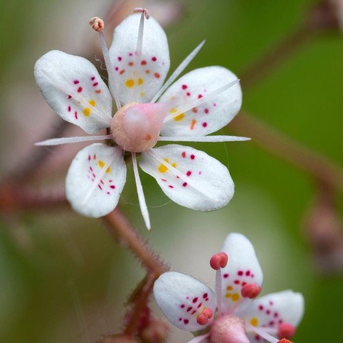Saxifraga urbium minor alba - saxifraga, 'minor