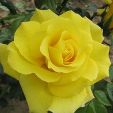 Lancelot - 5.5lt Potted Climbing Garden Rose - Golden Yellow, Fragrant