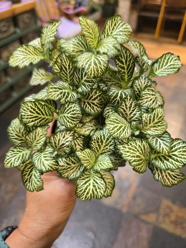 Beautiful fittonia mosaic - beautiful,