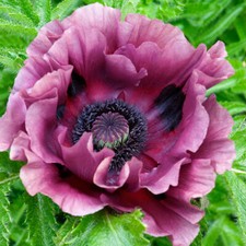 Perennial Plants Oriental Poppy Patty's Plum, 3x 9cm Pots, Hardy, Ready to Plant