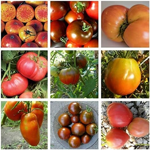 Tomato plug plants choose - plug,