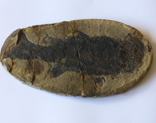Fossil fish paramblypterus - fish,