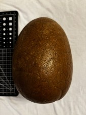 Fossilised Dinosaur Egg
