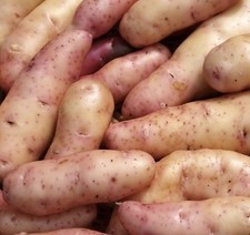 10 Pink Fir Apple Potato Seed