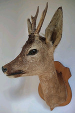 TAXIDERMY ROE DEER MOUNTED HEAD - Vintage Stag Decor Animal Ornament Cool