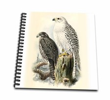 White Gyrfalcon Birds of Prey