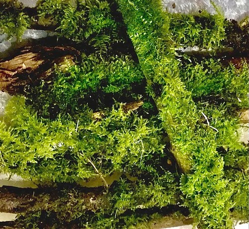 Moss covered log branches - log,