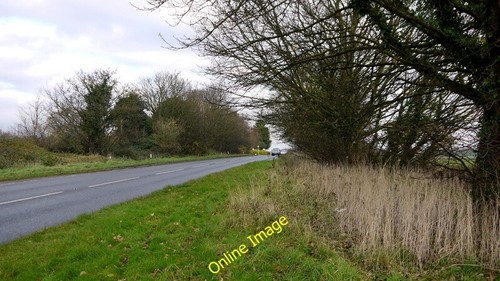 Photo 6x4 a465 webtree - photo, at