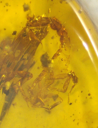 True scorpion with superb - scorpion,