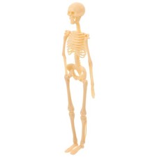  Skeletons Science Body Model