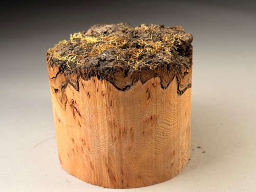 Amazing live edge burr - edge, elm