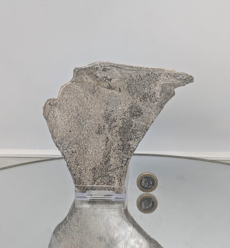 Large dinosaur bone - large, fossil