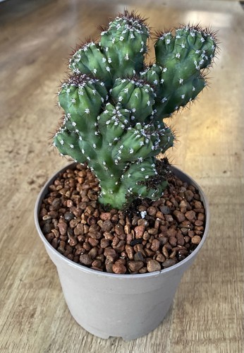 Cereus peruvianus monstrousa - monstrousa, |