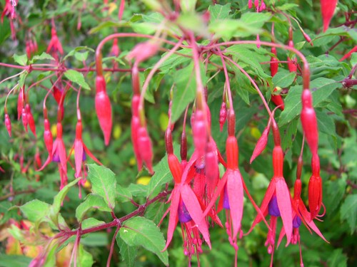 Fuchsia riccartonii upright - riccartonii,
