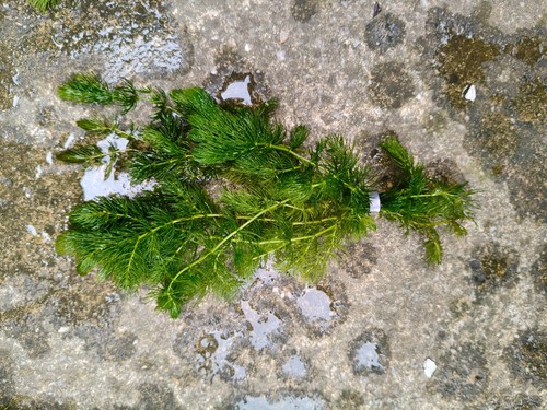 Ceratophyllum 1 - (hornwort),