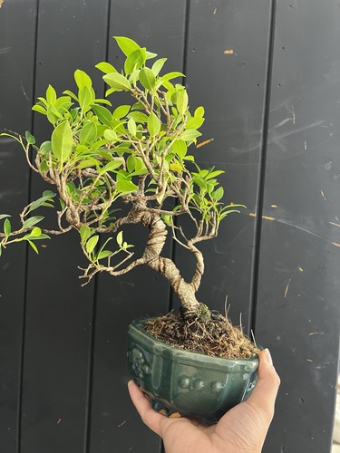 Large ficus bonsai tree - large,