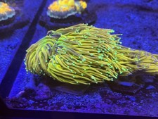 HOLY GRAIL TORCH EUPHYLLIA -/LPS/ colonies CORAL/MARINE
