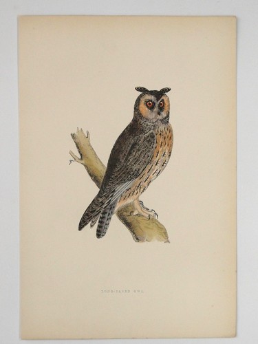 Long eared owl british - owl, bird