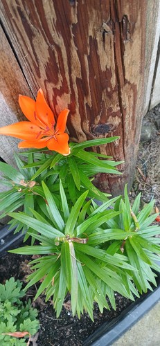 One orange day - one,