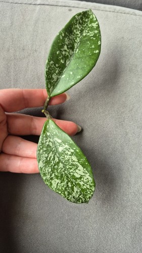 Hoya carnosa freckles splash - freckles,