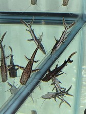 Tiger Shovelnose Catfish 3/4"