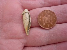 RARE Bartonian Eocene Seraphs sopitus Seraphidae Upper Barton Beds UK 