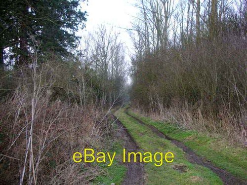 Photo 6x4 woodland - woodland, winter
