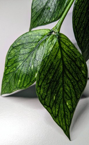 Hoya polyneura fresh - polyneura,, unrooted