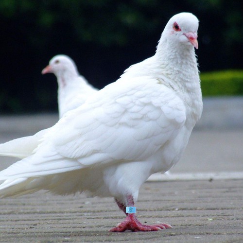 Durable plastic pigeon foot - durable,