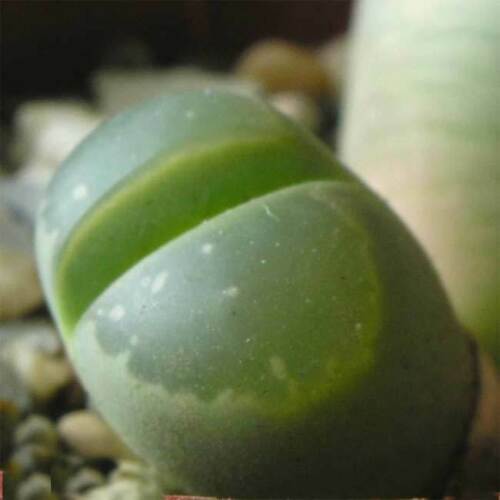 Olive lithops seeds - 10,