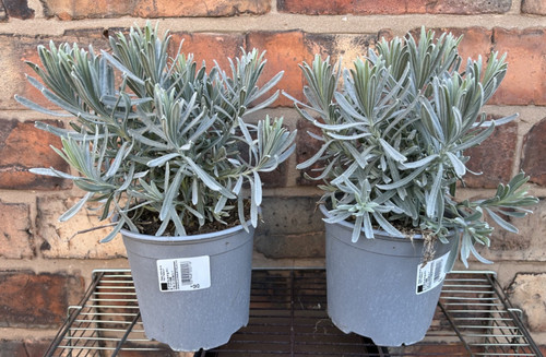 English lavender angustifolia - english,