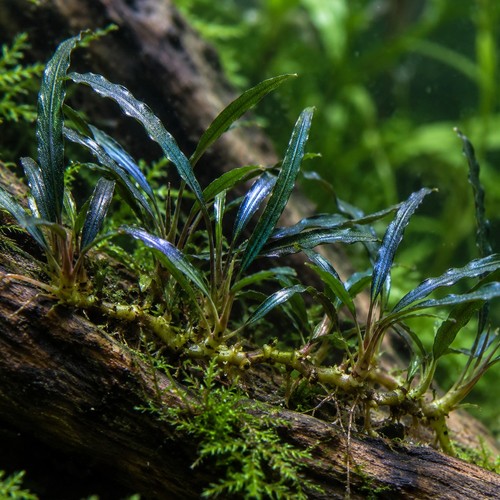 Bucephalandra needle leaf - needle,