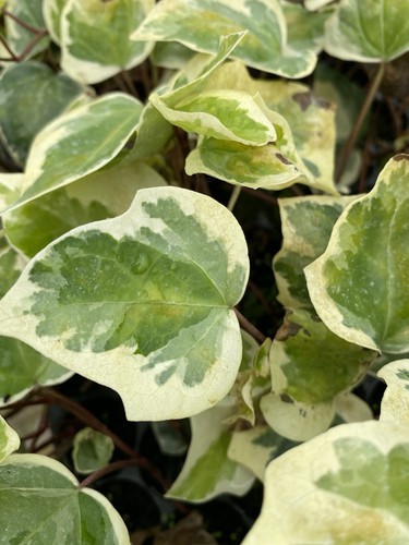 Hedera gloire de marengo - x,