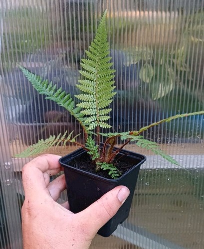 Dicksonia squarrosa new - dicksonia,