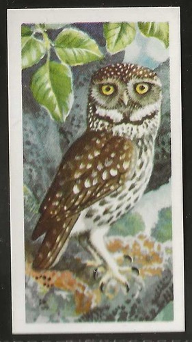 Brooke bond bird - brooke, (tea)-bird