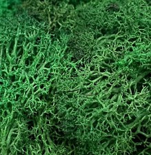 Dark Green Norwegian Reindeer Moss Preserved Dried Craft Stamen Decoration