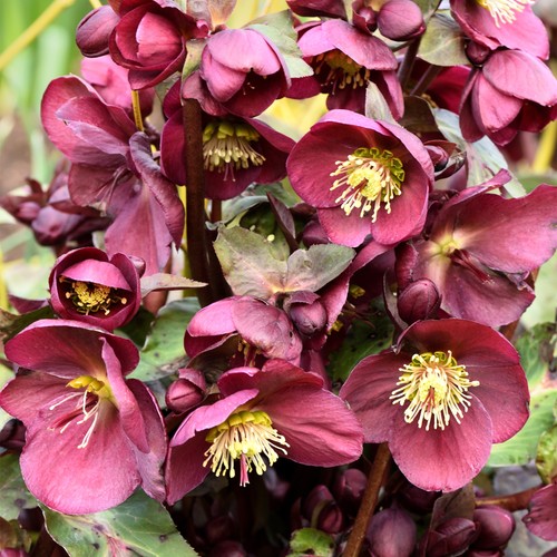 Helleborus pippa purple - pippa's,