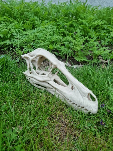 Velociraptor replica dinosaur - velociraptor,