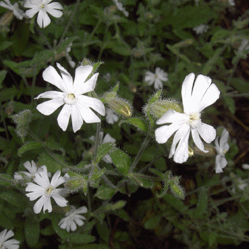 Silene noctiflora night - noctiflora, 'night