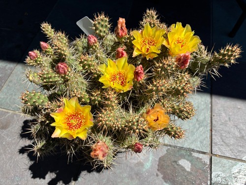 Pads eastern opuntia - eastern,