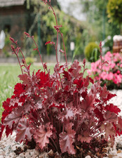 Heuchera ‘Melting Fire’