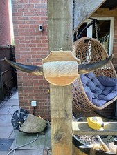 Cow Horns Mounted On Hardwood Shield. 38 Cm By 17 Cm
