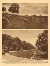 Caen Wood/Kenwood from Parliament Hill w/ sheep. Bushey Park chestnut trees 1926