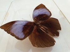 Large Natural Real Butterfly