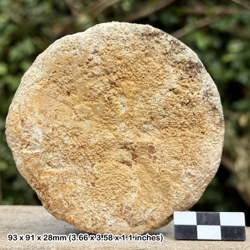 Clypeus plotti fossil echinoid - clypeus,