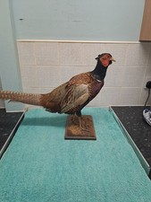 Mounted vintage stuffed - vintage,
