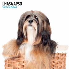 Lhasa Apso 2026 Modern