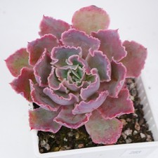 Exact Plant - Echeveria