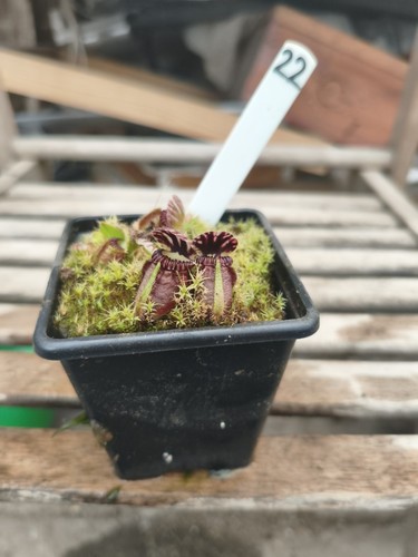 Cephalotus unknown label - , lost