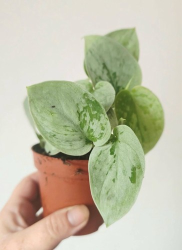 Scindapsus silvery ann silver - silvery,